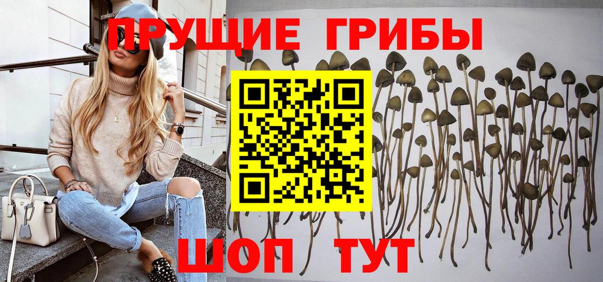 Псилоцибиновые грибы Psilocybe  Вход с VPN  наркошоп  Псилоцибиновые грибы ЛСД  Владивосток 